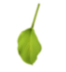 benefits leaf1 | Úvod